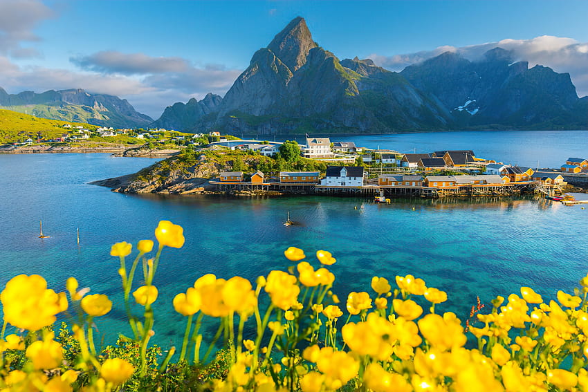 Lofoten islands, Norway, north, wildflowers, island, sea, Norway, view, beautiful, mountain, water HD wallpaper