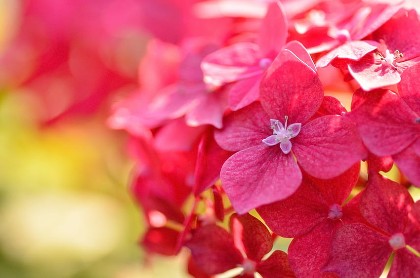Hydrangea, summer, pink, flower HD wallpaper