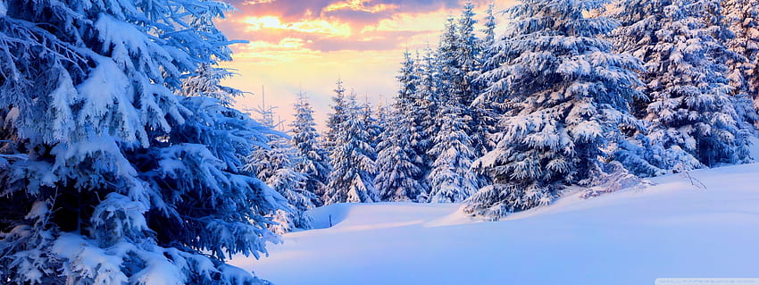 Winter Forest Dual Monitor, Snow Dual Monitor HD wallpaper