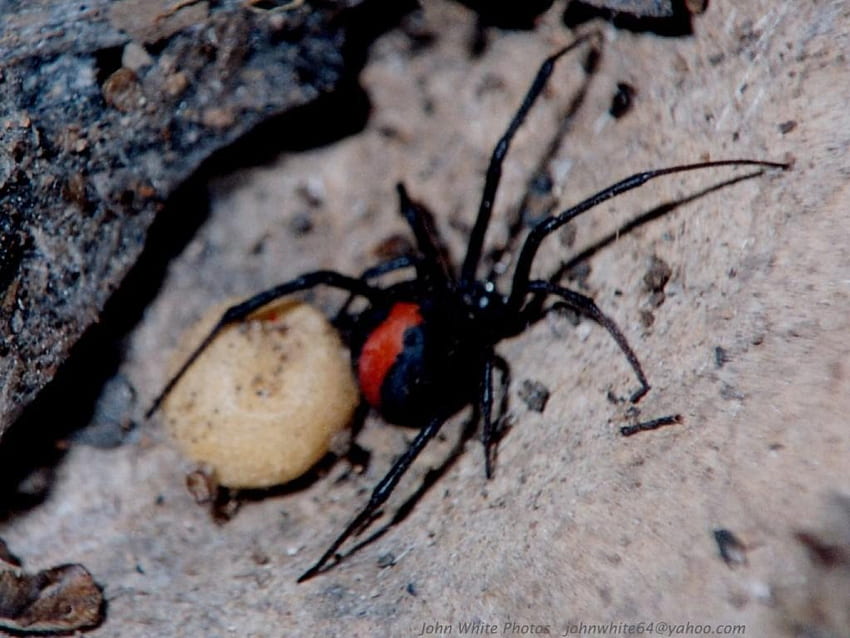Reback Spider, redback spider, poisonous, egg sack HD wallpaper | Pxfuel
