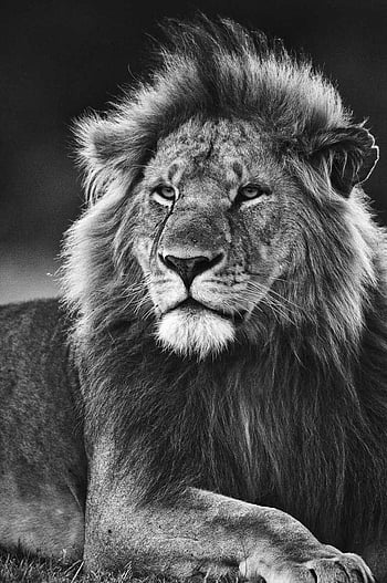 Lion, Scary Lion, Black And White, king of the jungle, HD phone wallpaper |  Peakpx