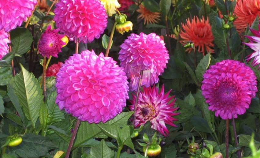Dahlias, garden, pink, flowers, flower HD wallpaper
