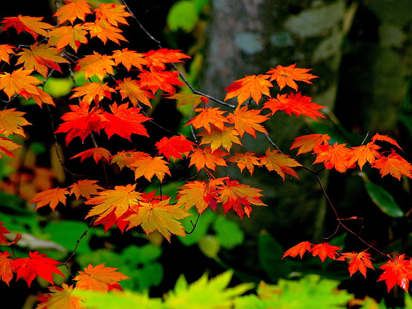 AUTUMN LEAVES, falls, season, leaves, autumn, nature, forest HD wallpaper