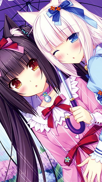 Nekopara 1080P 2K 4K 5K HD wallpapers free download  Wallpaper Flare