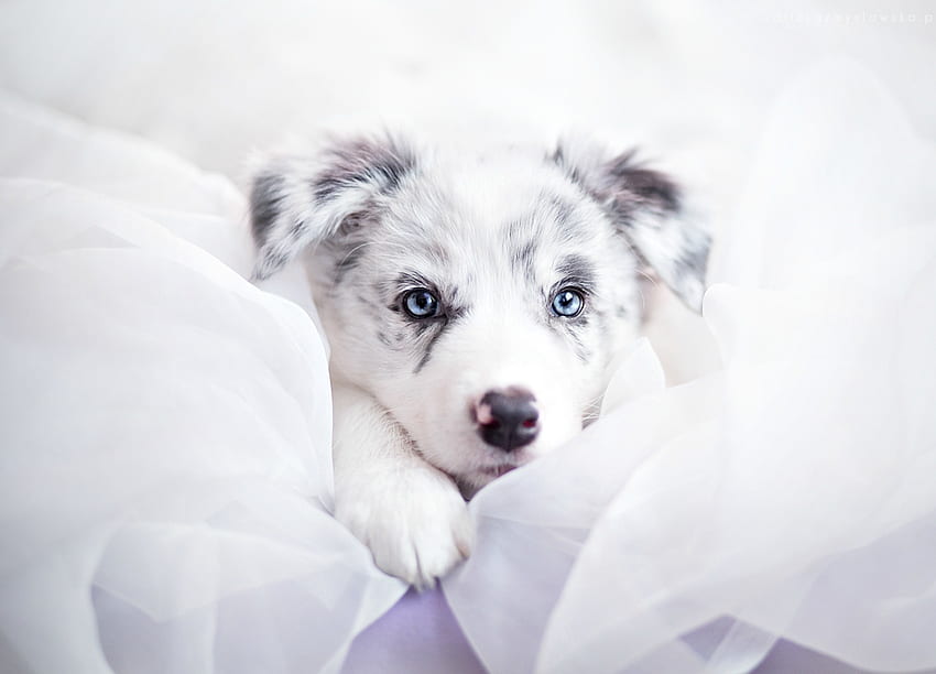 Кученце, куче, животно, бяло, сини очи, сладко, бордър коли, австралийска овчарка, кейн HD тапет