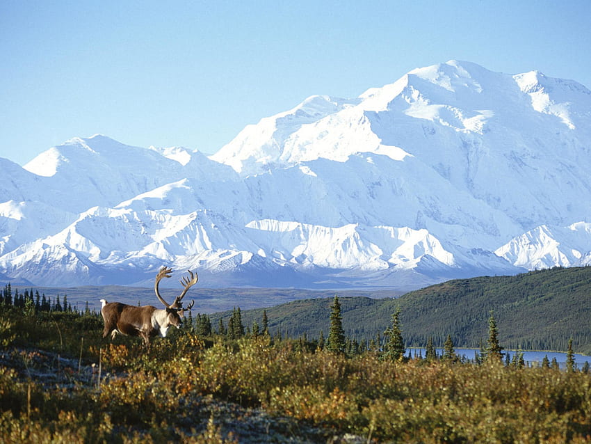 Ośnieżona Góra Alaska, Alaska Góry Tapeta HD