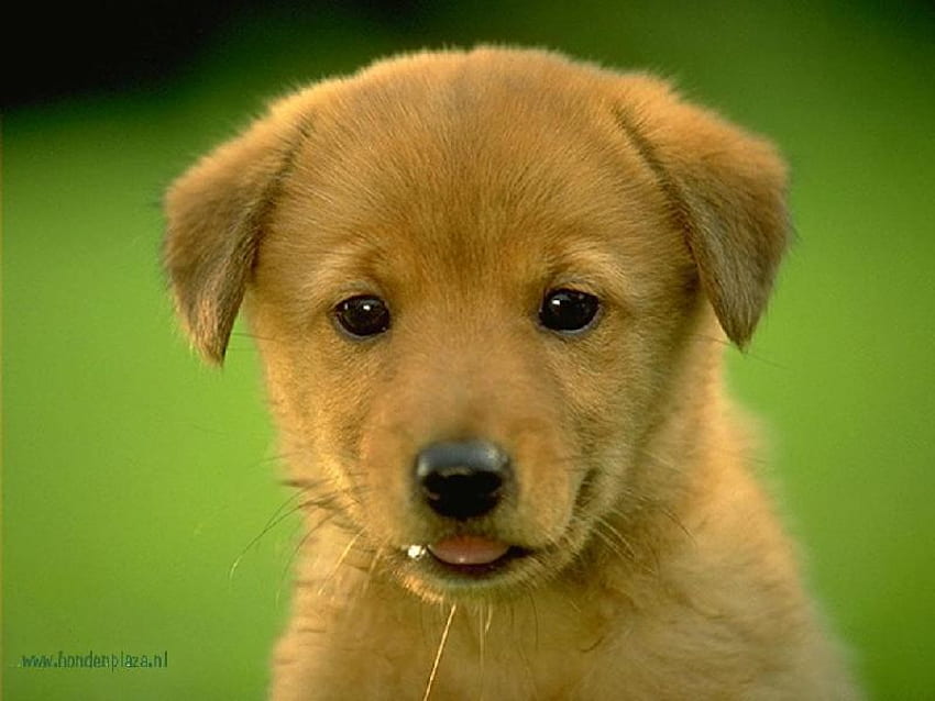 My Little Toby, puppies, cute, brown, toby HD wallpaper