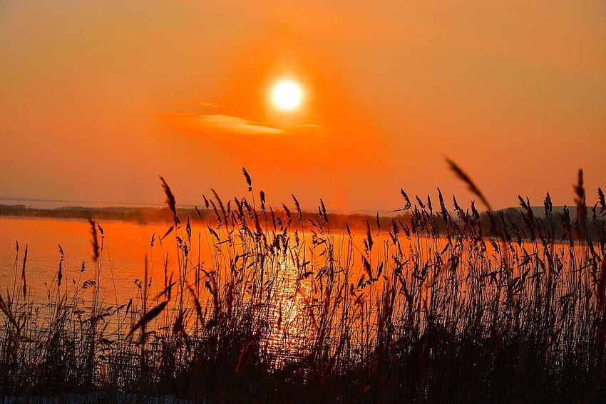 Golden sunset and reed grass, Lake, Sunset, Sky, Grass HD wallpaper