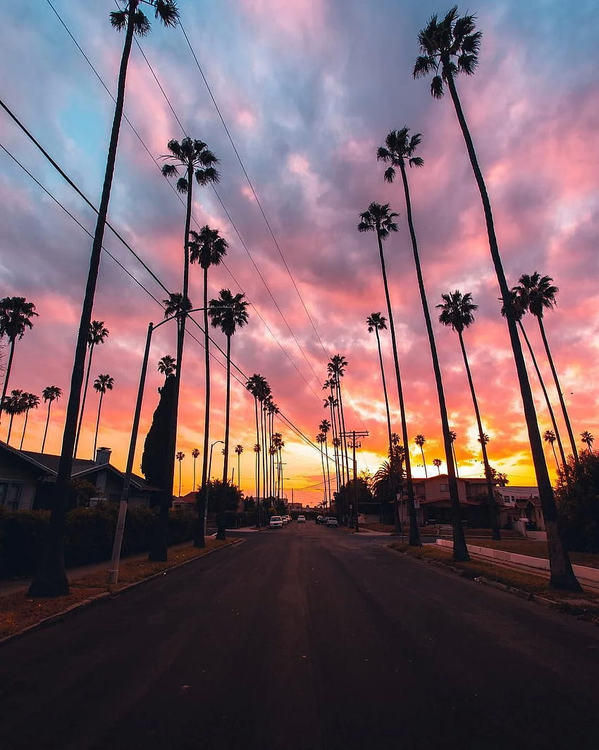 La, California Palm Trees Tumblr, iPhone น่ารัก - iPhone, Los Angeles Sunset วอลล์เปเปอร์โทรศัพท์ HD