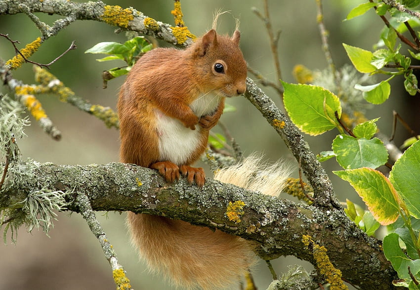Animals, Squirrel, Branch, Animal, Redhead HD wallpaper