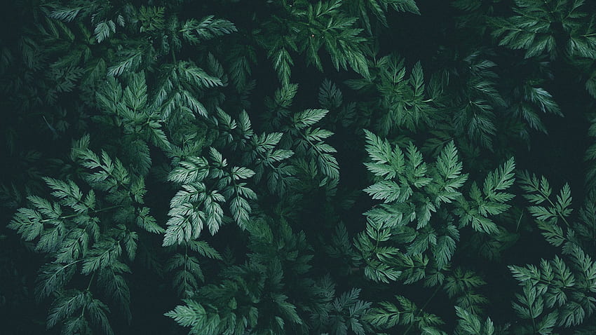 ใบไม้ สีเขียว มืด โรงงาน จอไวด์สกรีน 16:9 พื้นหลัง ใบไม้สีเขียวเข้ม วอลล์เปเปอร์ HD