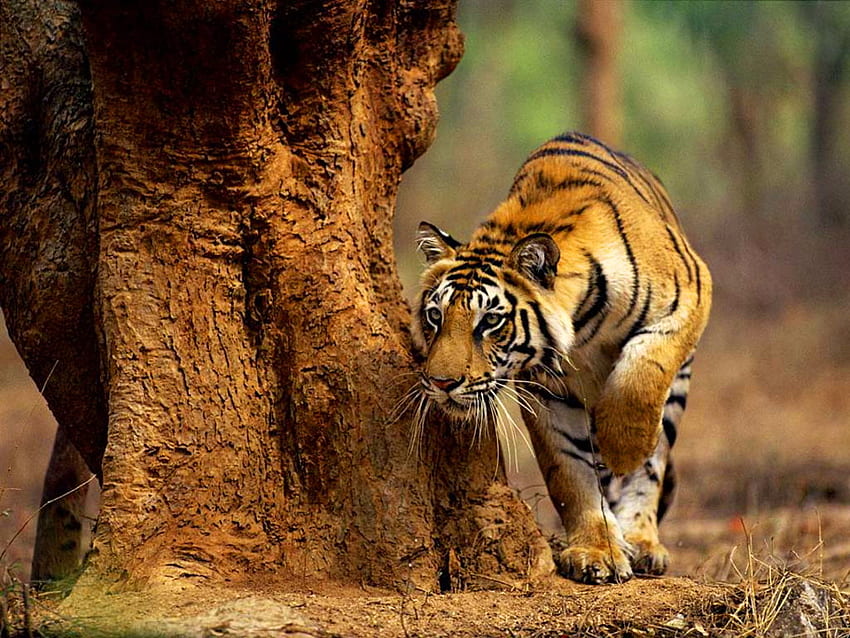 Stalking tiger, black, tiger, striped, stalking, orange, tree HD wallpaper