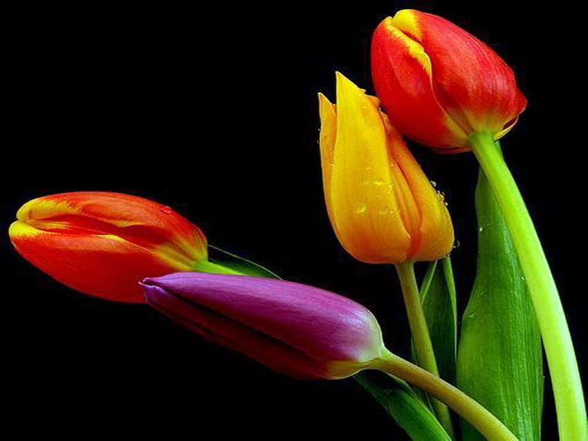 tulips, purple, raindrops, red, yellow HD wallpaper