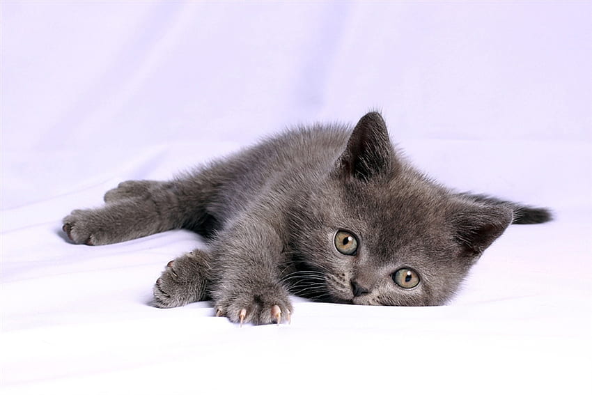 sweet kitten for jasnas, sweet, kitten, grey, cute, pet HD wallpaper