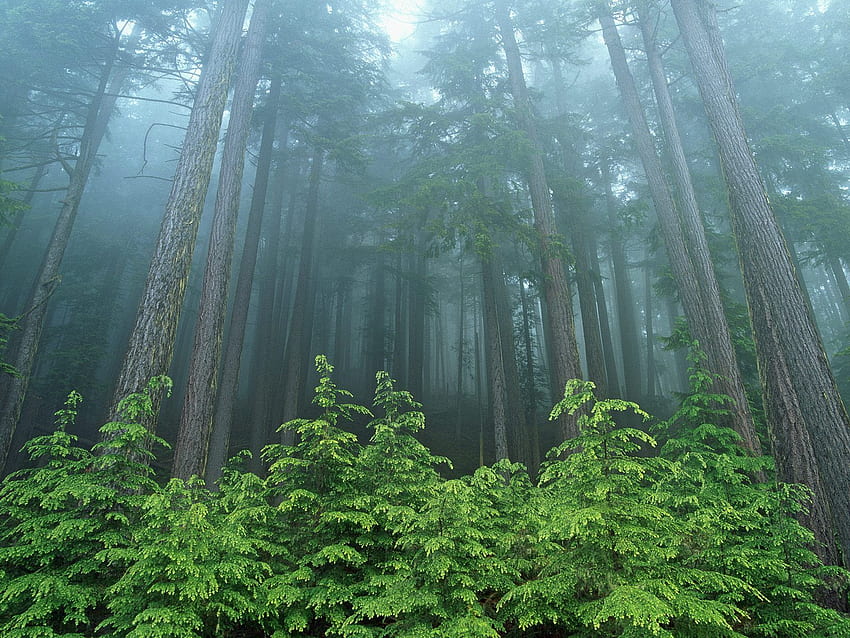 Most Beautiful Forests In The World. Olympic national forest, Olympic National Park HD wallpaper