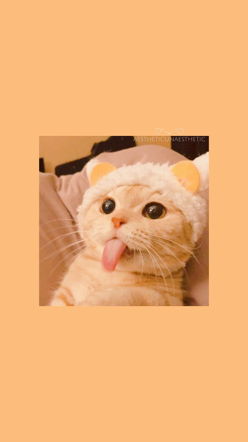 Sperrschirme, gelbe ästhetische Katze HD-Handy-Hintergrundbild