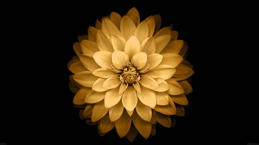 für seinen Laptop. apfelgelber Lotus, Lotusblume HD-Hintergrundbild