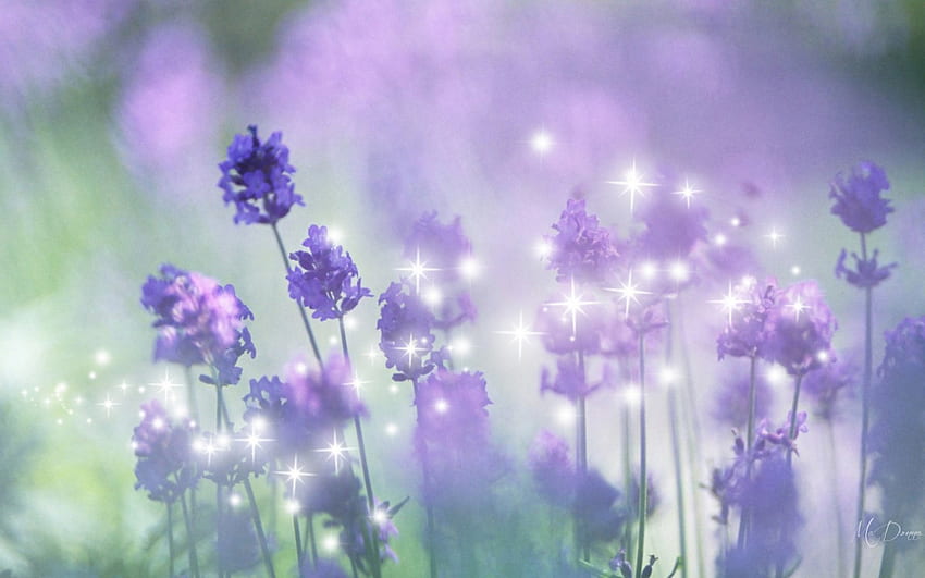 Fragrance of Lavender, abstract, lavender, sparkle, garden, stars, fragrance, lilac HD wallpaper
