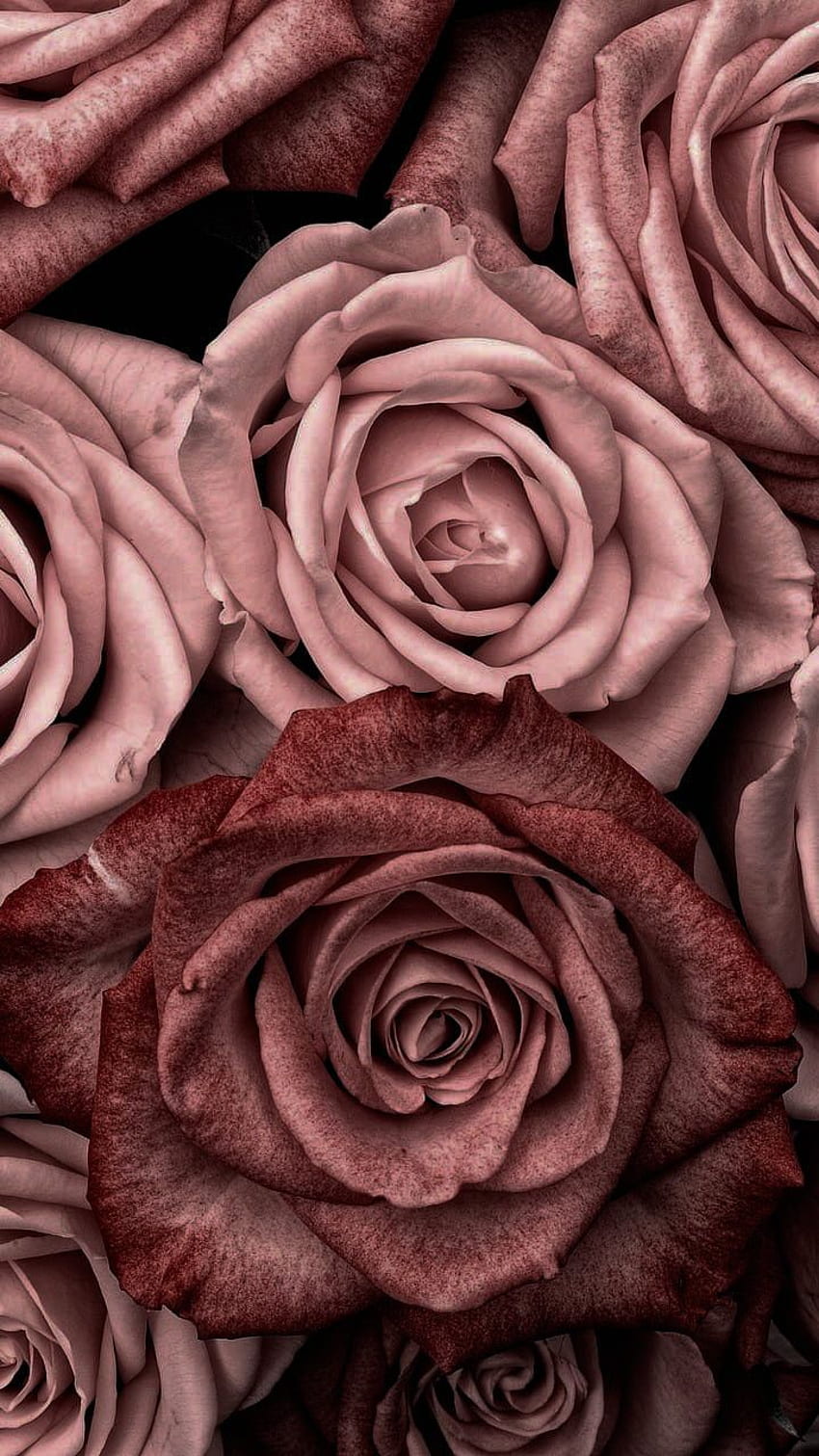Những bông hoa hồng màu vàng hồng nhẹ nhàng và duyên dáng, tạo thành một cảnh quan tuyệt đẹp, làm cho bức ảnh trở nên hoàn hảo và thu hút bất cứ ai nhìn vào nó.