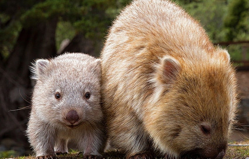 Australia, two, pussies, mammals, chord, marsupials, mom and baby, Wombat, dvortsovye, ambatovy for , section животные - HD wallpaper