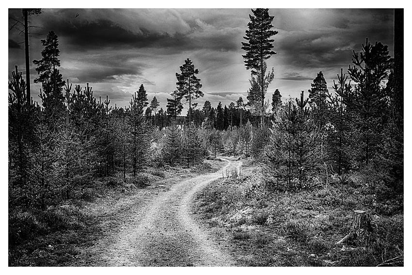 black, black and white, forest, forest road, himmel, nature, sky, thread, trees, white, woods HD wallpaper