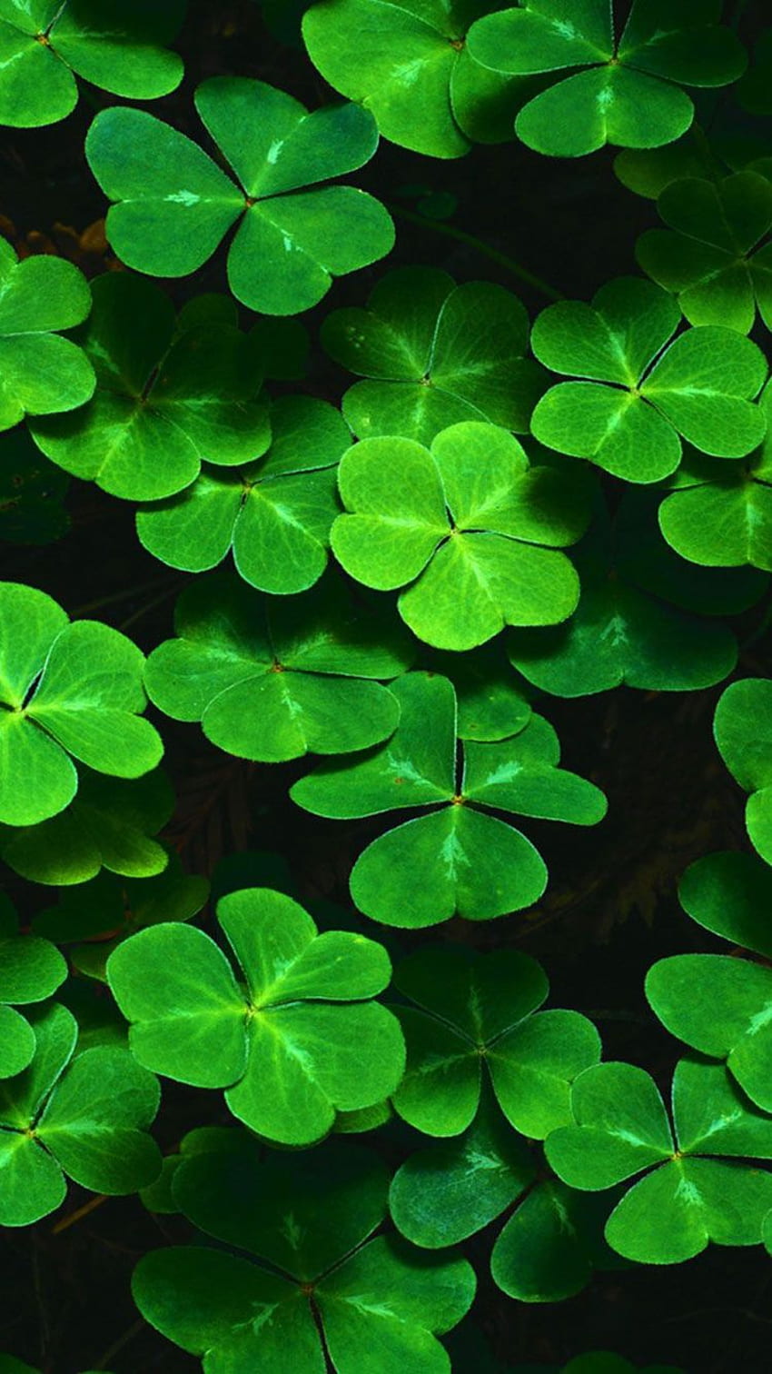 St. Patty's Day iPhone Background, Saint Patrick's Day HD phone wallpaper