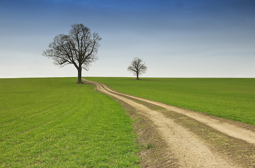 Nature, Trees, Summer, Road, Field, Country, Emptiness, Void, Countryside HD wallpaper