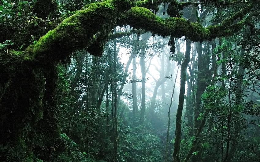 невероятна джунгла u - ултра висока разделителна способност. Джунгла, U, джунгла, тропическа гора HD тапет
