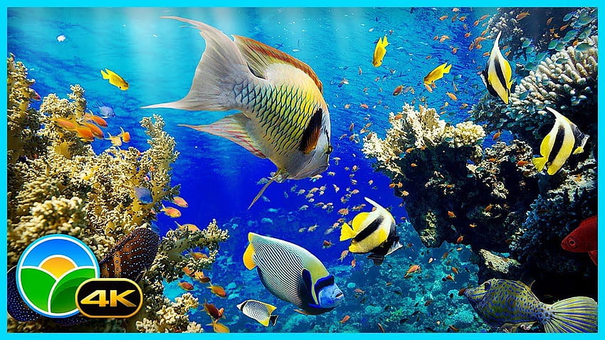 Le meilleur aquarium pour la relaxation II, Ultra Aquarium Fond d'écran HD