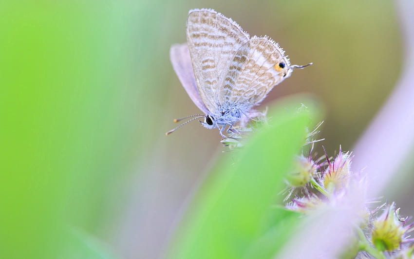 Macro, Blur, Smooth, Greens, Insect, Butterfly, Wings HD wallpaper
