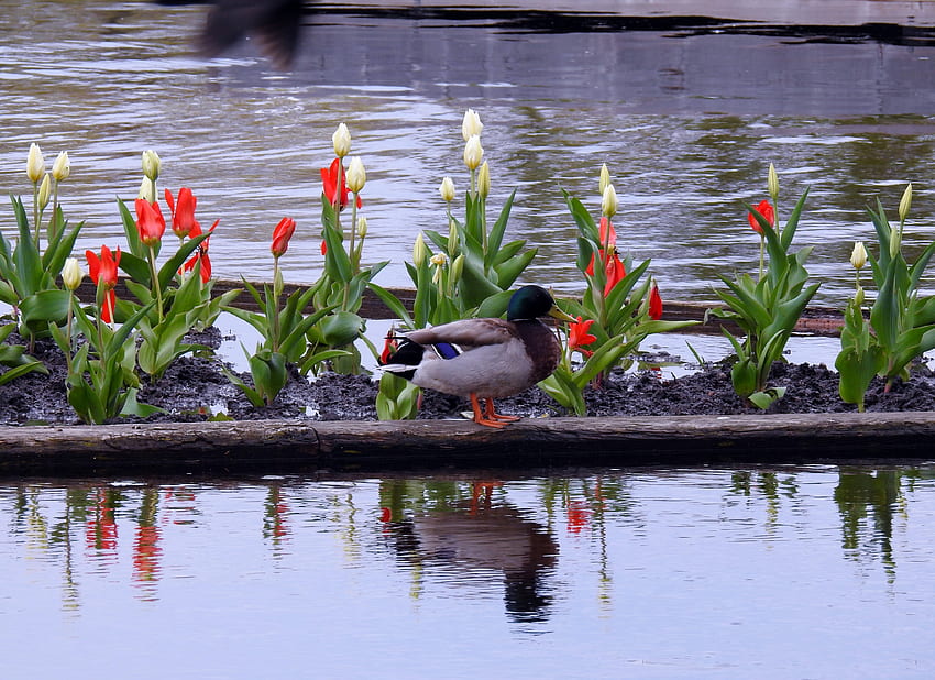 May Tulips And A Duck, graphie, Colvert, Eau, Nature, Réflexions, Canard, Tulipes, Fleurs, Printemps, Mâle Fond d'écran HD