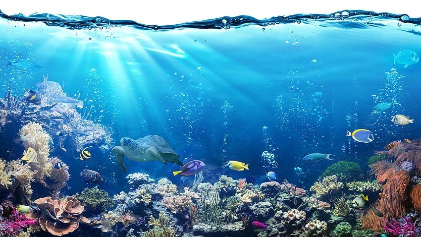 Coral reef HD wallpaper | Pxfuel