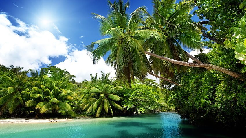 Палми, тропически, море, синя вода, лято, 2560X1440 Лято HD тапет