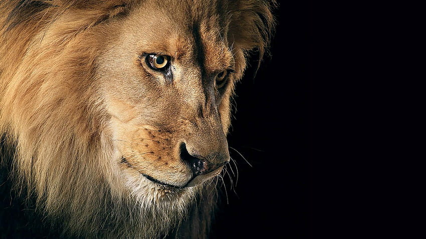 Animals, Dark Background, Lion, Predator, Mane HD wallpaper