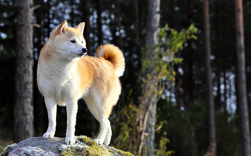 สัตว์ ธรรมชาติ สุนัข ยืน ยืน Akita Inu วอลล์เปเปอร์ HD