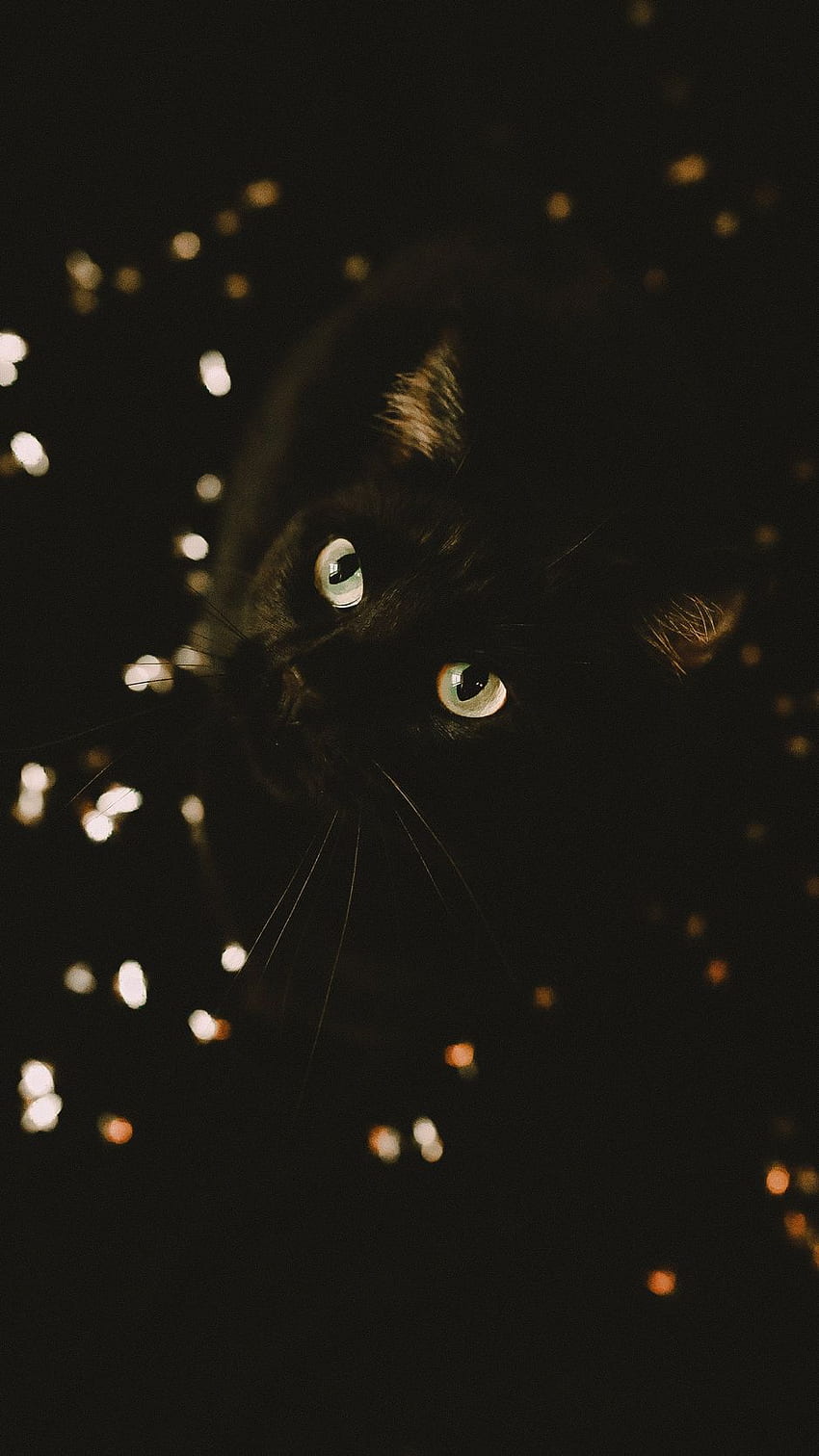 cat, black, glance, pet, animal iphone HD phone wallpaper