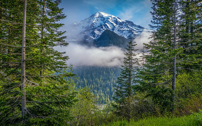 Gunung Rainier, pagi, pemandangan gunung, Cascade Range, pegunungan, hutan, Negara Bagian Washington, AS Wallpaper HD