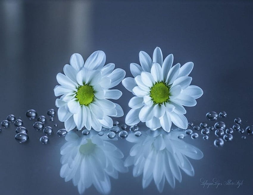 Dewdrops ดอกเดซี่ ดอกไม้ ดอกไม้ สีขาว ดอกเดซี่ วอลล์เปเปอร์ HD