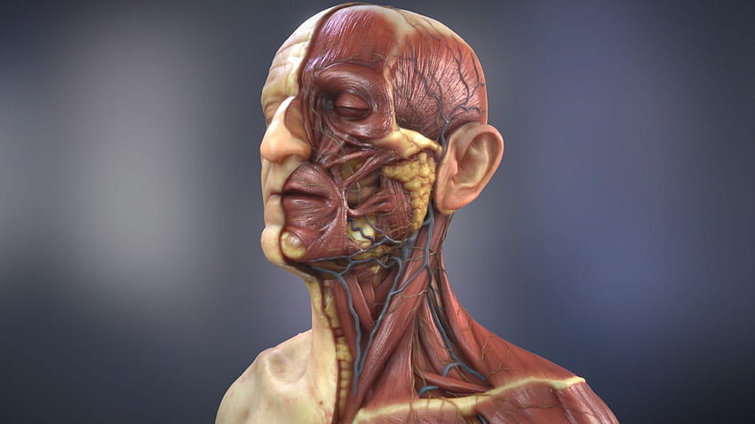 Анатомия на главата и шията 2019 - 3D модел, Анатомия на мускулите HD тапет