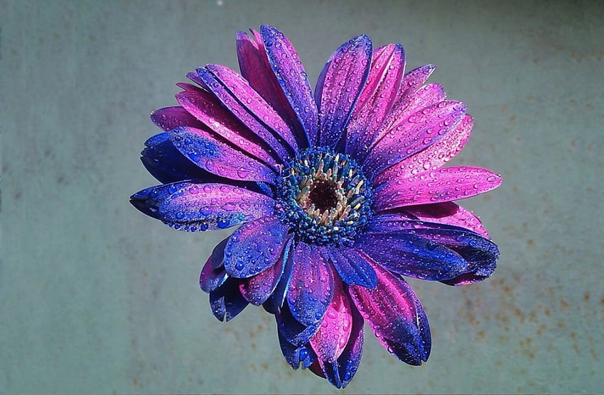 Fascino, blu, viola, rosa, petali, fiore, gocce Sfondo HD