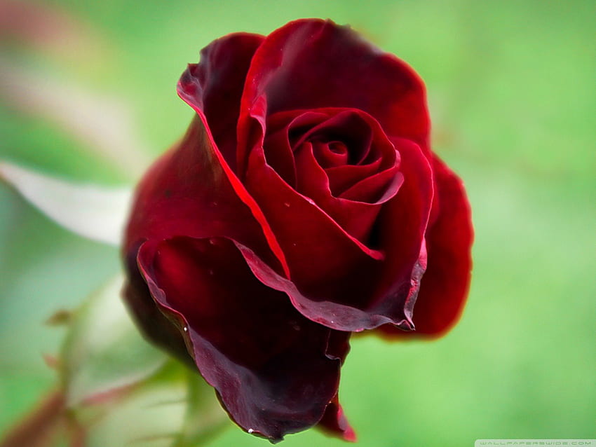 Soft Red Rose, rose, petals, love, soft, nature, red rose, beauty HD wallpaper