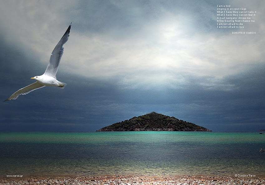 Soaring Seagull, voando, águia, crepúsculo, oceano papel de parede HD