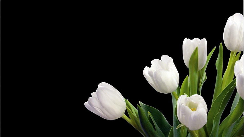 Bunga Tulip Putih - Bersih del 2019. Bunga tulipano Sfondo HD