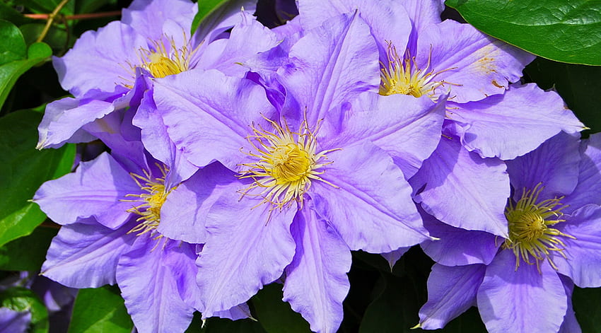 Clematis flower, summer, beautiful, leaves, flower, spring HD wallpaper