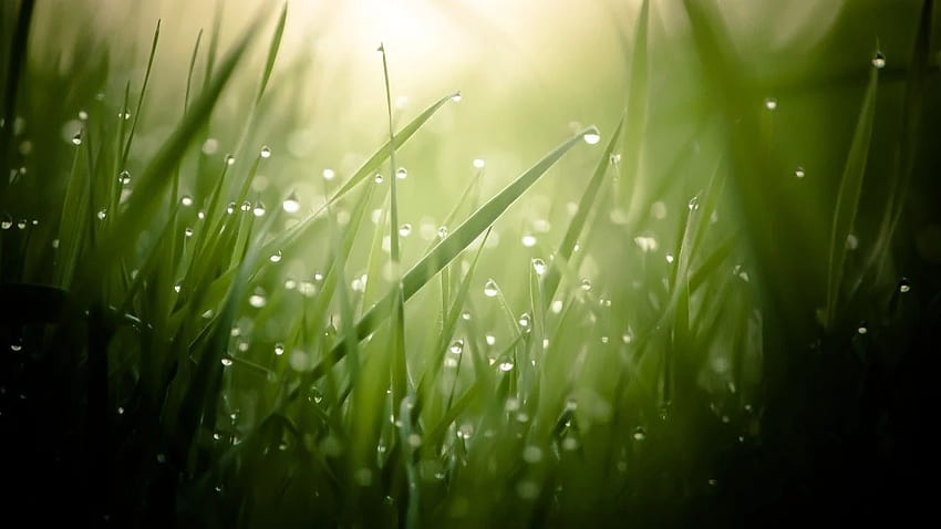 Grass, , , green, drops, dew, sun, rays, Ultra Science HD wallpaper