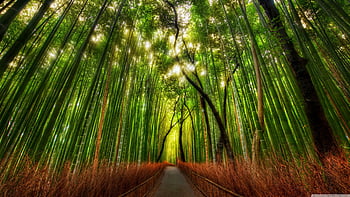 InterfaceLIFT Wallpaper: Bamboo
