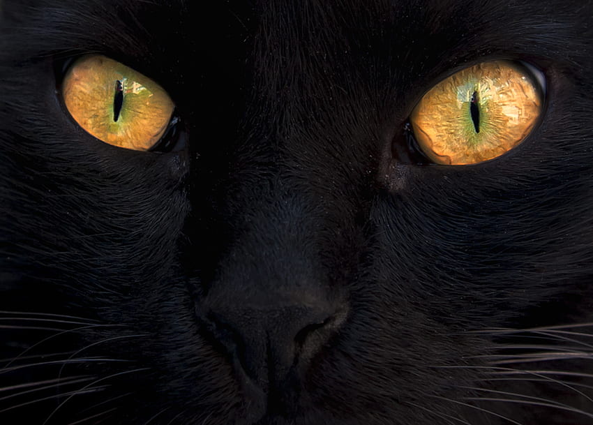 черно, животно, 3d, жълто, очи, котка HD тапет