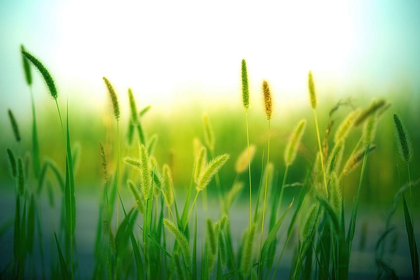 Пшенична житна трева HD тапет