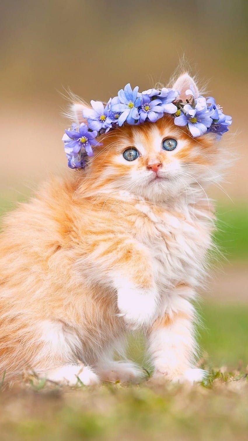 Saya Suka Anak Kucing, Cinta Kucing Lucu wallpaper ponsel HD