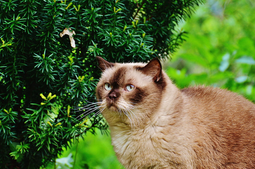 동물, 고양이, 나뭇가지, 브리티시 쇼트헤어 고양이, 브리티시 쇼트헤어 고양이 HD 월페이퍼
